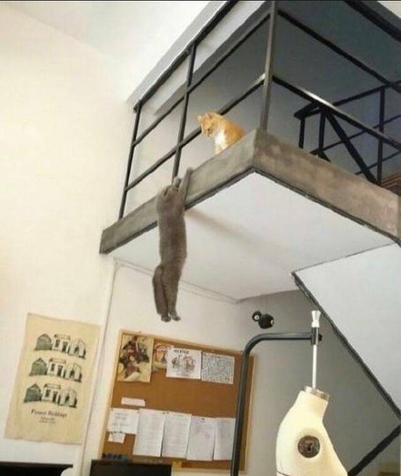 One cat hanging. The other watching