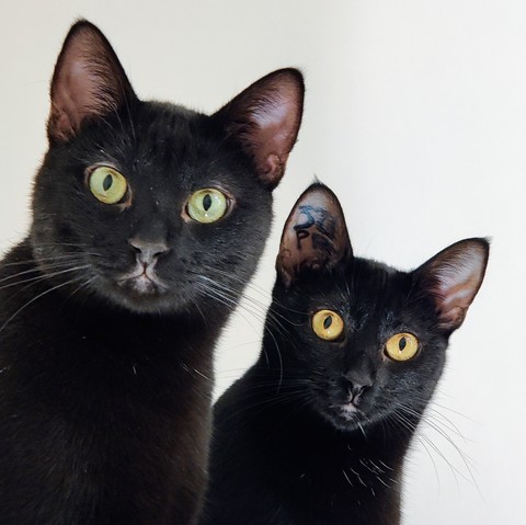 Photo de Disco et Voyo, deux chats noirs sur fond blanc.
