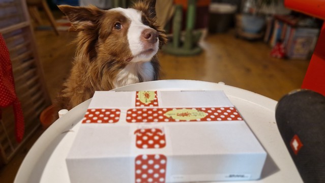 Hund mit scheinbar skeptischem Blick hinter Paket