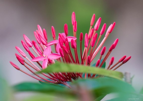 A cluster of pink buds and two blooms in focus behind out of focus greenery in the foreground.