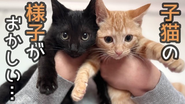 子猫の体調がおかしいので急遽病院へ行った結果…