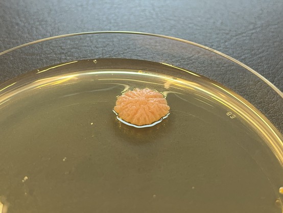 A microbial colony on a yellowish agar plate inside of a plastic Petri dish. The colony is about 2 cm across, of coral color and has a wrinkly surface
