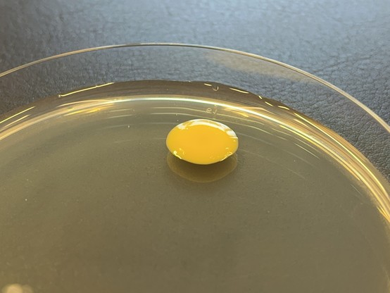 A microbial colony on a yellowish agar plate inside of a plastic Petri dish. The colony is about 2 cm across, of an intense yellow color and is so shiny it reflects light
