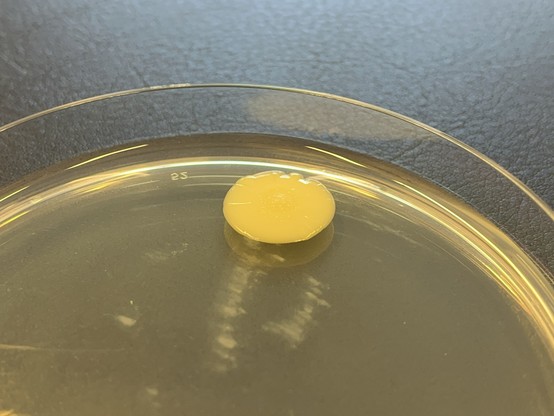 A microbial colony on a yellowish agar plate inside of a plastic Petri dish. The colony is about 2 cm across, of a yellowish to beige color and has a smooth surface with a slightly wrinkly edge