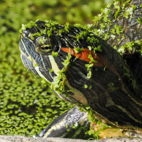 Close-up profile of a red-eared slider turtle's head, looking to the left.  A pond covered in green duckweed can be seen out of focus behind the turtle.  The turtle's head is covered in tiny duckweed leaves.