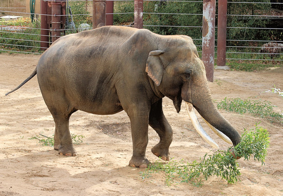 Right side view of Asian elephant Spike as he picks up a pile of bamboo with his trunk.