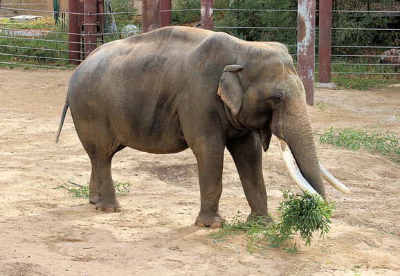 Right side view of Asian elephant Spike as he picks up a pile of bamboo with his trunk.