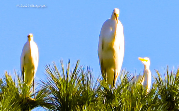 In this photograph, there are three great egrets atop a pine tree, watchng me, waiting for me to leave.

"Great Egrets are tall, long-legged wading birds with long, S-curved necks and long, dagger-like bills. In flight, the long neck is tucked in and the legs extend far beyond the tip of the short tail. All feathers on Great Egrets are white. Their bills are yellowish-orange, and the legs black." - allaboutbirds.org