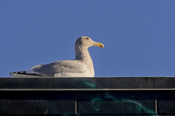 A grey gull perched on a rooftop against a brilliant blue sky.
