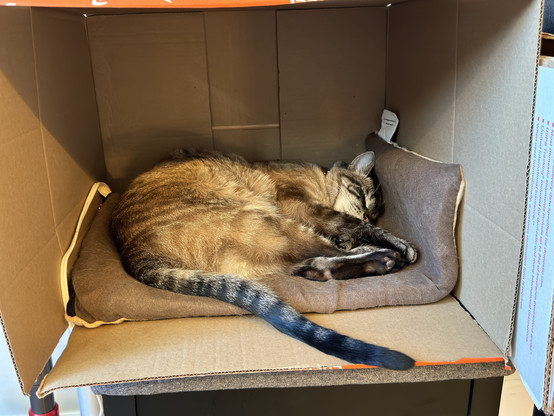 Troy curled up on a heating pad in a cardboard box.