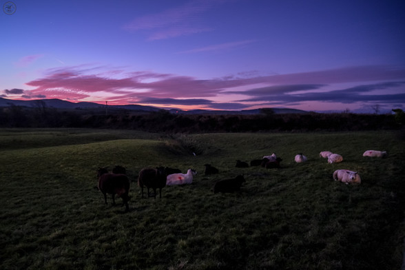 Group of sheep in fields with purple skies of sunrise above