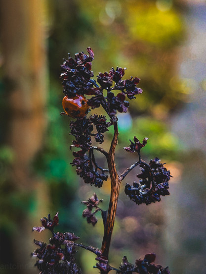 A ladybird between the seeds of a flower.