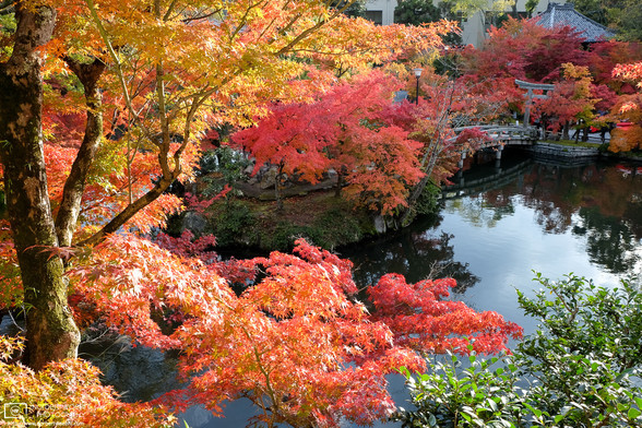 Autumn leaves at Eikando Zenrin-ji Temple in Kyoto, Japan.