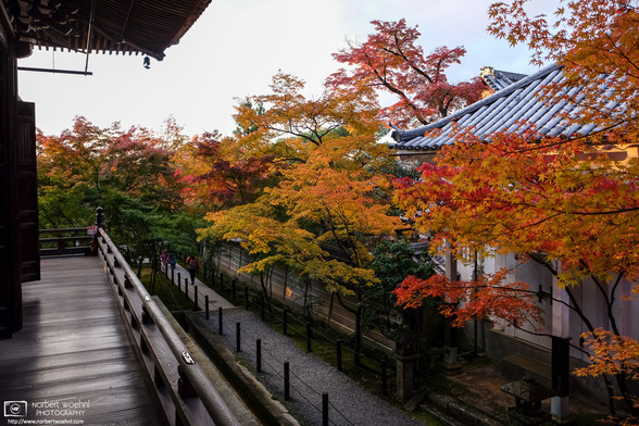Autumn leaves at Eikando Zenrin-ji Temple in Kyoto, Japan.