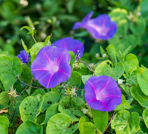Purple, pink and white Morning Glories among green leaves.