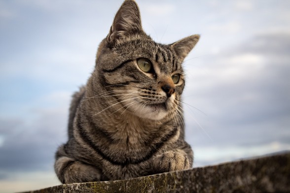 Image of a cat using a slightly low angle shot.