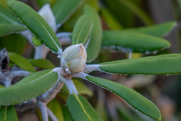 Image of a rhododendron flower bud surrounded by long, thick, green rhododendron leaves with additional out of focus leaves and foliage in the background. Rhododendron buds are egg-shaped but have a pointed end and are made up of tightly packed layers of modified leaves that protect the undeveloped flower from cold winter weather.