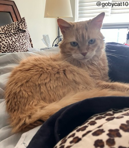 Goby, a fluffy ginger cat, sitting in a loaf position on top of a pile of the covers of an unmade bed.