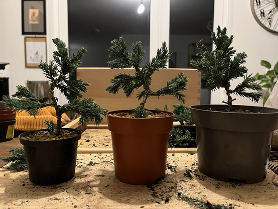 Three little juniper bonsai in relative large training pots.