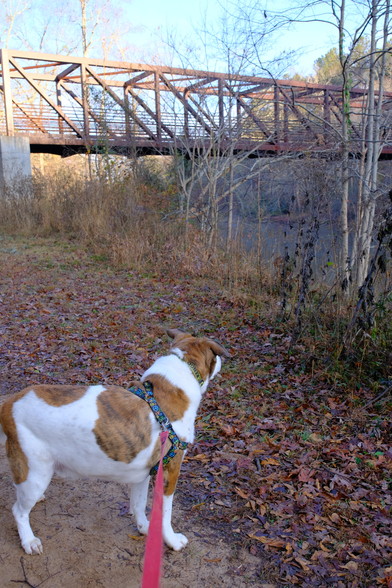 A pedestrian bridge over a creek, a white and brown dog at the bottom looking toward the creek