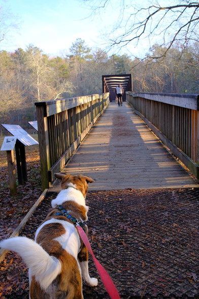 A white and brown dog looking at a dog and his dad walking away on a pedestrian bridge