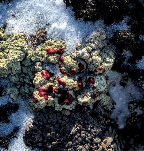 Image of lichen (Ophioparma ventosa) in snow by lichenologist Alexey Melechin on Unsplash @melechina