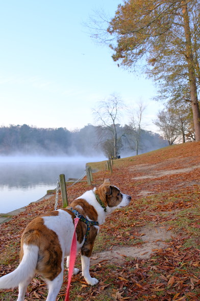 A white and brown dog, a lake with steam rising from the water,