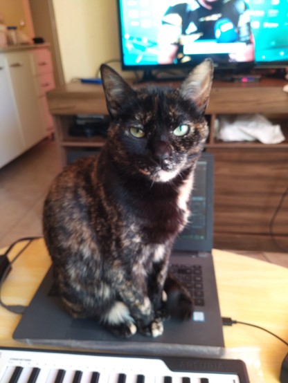 Fotografia de mi gata Athena sentada sobre mi computador portatil, impidiendome usarlo.