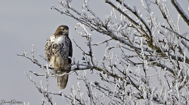 Hawk with white chest and brown-streaked belly, perched in a tree with ice/frost-covered branches