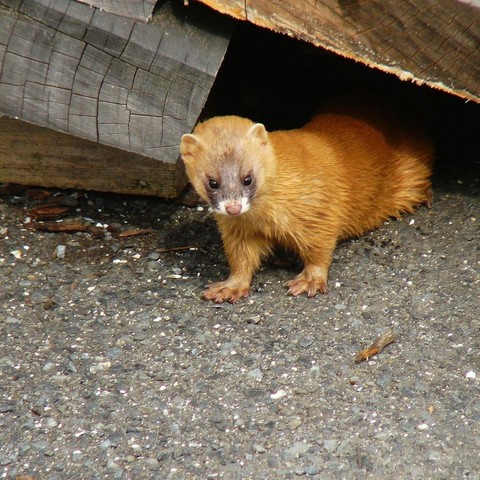 Dear Valued AT&T Customer: photograph of a weasel emerging from underneath a building