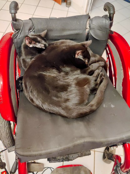 Deux chats noirs qui dorment sur le coussin d'assise de mon fauteuil roulant dont la carrosserie est rouge.