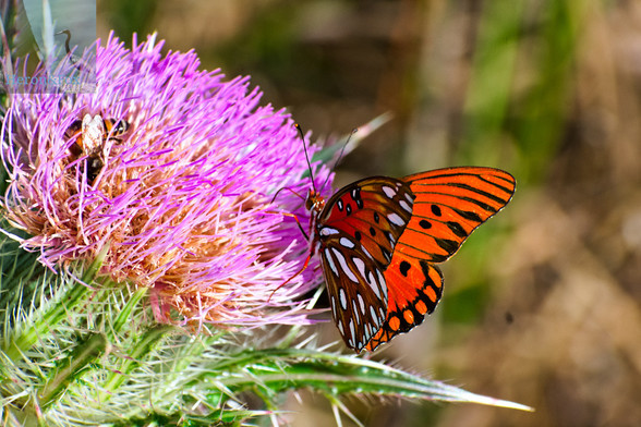 An outdoor, daytime, zoomed-in photograph of an orange butterfly landing on a purple thistle flower where 3 bees are already crawling over each other.