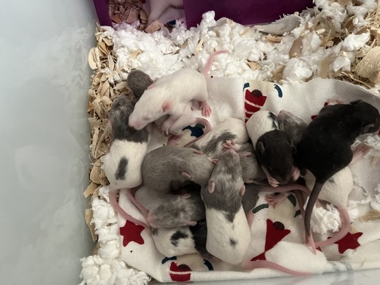 A big wad of baby rats: gray, white, black. They are lying on wadding and fabric scraps.