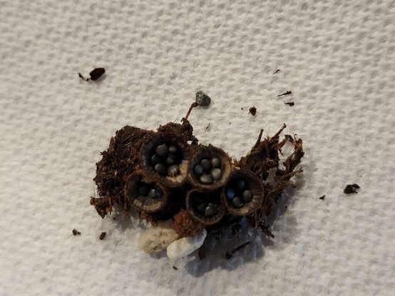 I've been finding these in my pots this fall. Google says it's Birds Nest Fungi. Is this a good or bad thing to let grow at the base of a plant?