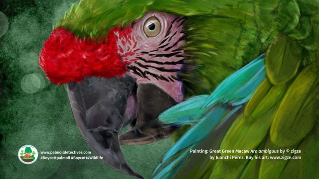 Pictured: Beautiful painting of a great green macaw by Juanchi Perez. 

Juanchi Pérez is a #vegan #animalrights advocate and #wildlife artist who paints species of #Peru #Ecuador in his exquisite art. He discusses why #animals should matter more to us all than #greed @ZIGZE #Boycottpalmoil #Boycott4Wildlife https://palmoildetectives.com/2023/08/27/wildlife-artist-and-animal-rights-advocate-juanchi-perez-in-his-own-words/ via @palmoildetectives