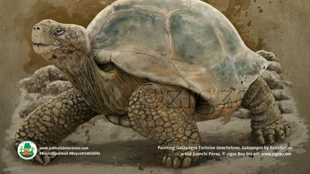 Pictured: Beautiful painting of a Galapagos Turtle by Ecuadorian artist Juanchi Perez. 

Juanchi Pérez is a #vegan #animalrights advocate and #wildlife artist who paints species of #Peru #Ecuador in his exquisite art. He discusses why #animals should matter more to us all than #greed @ZIGZE #Boycottpalmoil #Boycott4Wildlife https://palmoildetectives.com/2023/08/27/wildlife-artist-and-animal-rights-advocate-juanchi-perez-in-his-own-words/ via @palmoildetectives