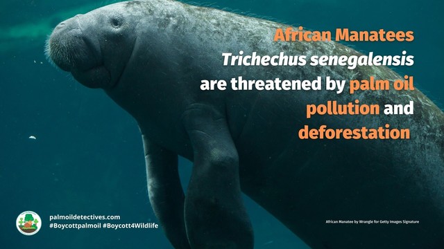African Manatees have been a fixture in #African myths for millennia. Now they a threatened by #palmoil, #hunting, #cocoa and the pet trade. Help them every time you shop and #Boycottpalmoil #Boycott4Wildlife https://palmoildetectives.com/2023/10/08/african-manatee-trichechus-senegalensis/ via @palmoildetect