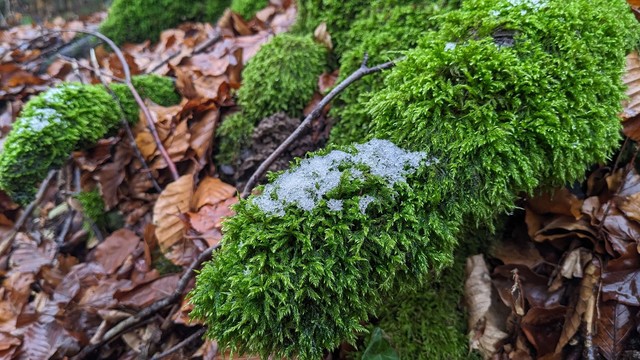 A tiny patch of snow on moss. Brown leaves around.