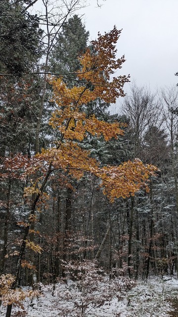 Amidst dark-green, snow-covered trees and a grey sky, a tree with yellow leaves provides some colour