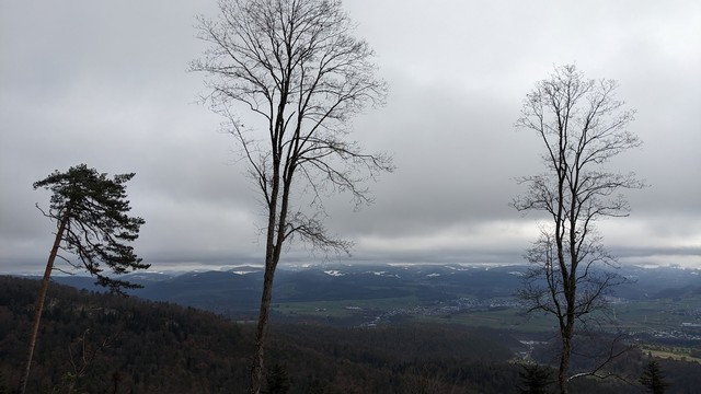Three tall trees in front of a grey sky. In the back, snow-covered hills.