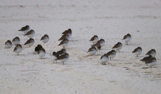 Here we have a couple dozen, or so, Semipalmated Plovers (Charadrius semipalmatus), on the sand all facing right with their heads tucked back into their wing feathers ... sleeping I think. Cute.