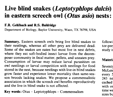 Screech Owl Texas Blind Snake Abstract
