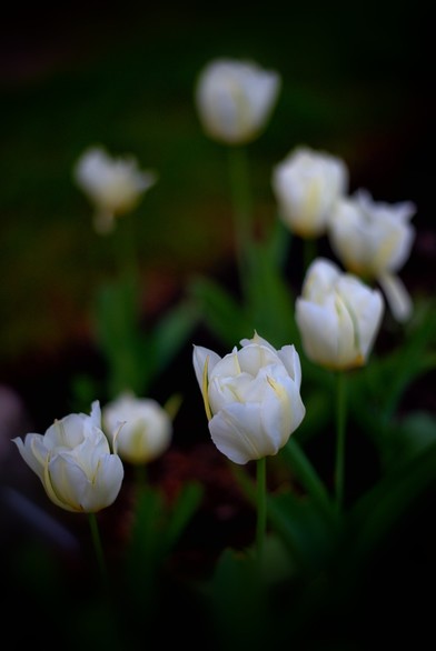 White tulips in a soft focus (slight bokeh) contrast the dark surroundings.