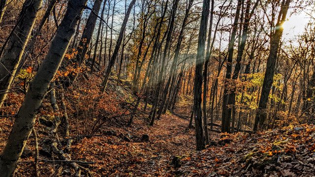 The sky is clear, almost cloudless and blue. Top right, the sun is low in the sky, casting long shadows to our left. The afternoon sunlight is tinted gold. Two of its rays are visible, slanting down towards our left.  We are walking a trail through a shallow ravine. The trail and the forest floor surrounding it are carpeted with freshly fallen brightly colored leaves. Many rocks and boulders are poking through the leaves, many fallen branches are laying on top. Much of the underbrush has lost its leaves, most of what's left is rusty golden brown and burnt orange. The trees are past peak autumn color. Most of the leaves are down. A few trees still have bright gold and orange leaves. The sun shining through those leave accentuates the still bright colors, and enhances even the past peak colors.