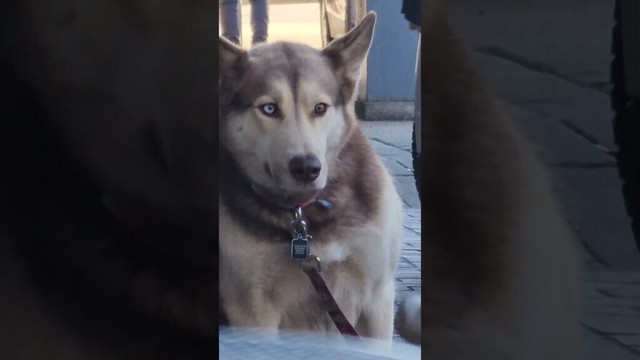 husky is planning to meet up with friends corgi akita bulldog terrier and eskimo