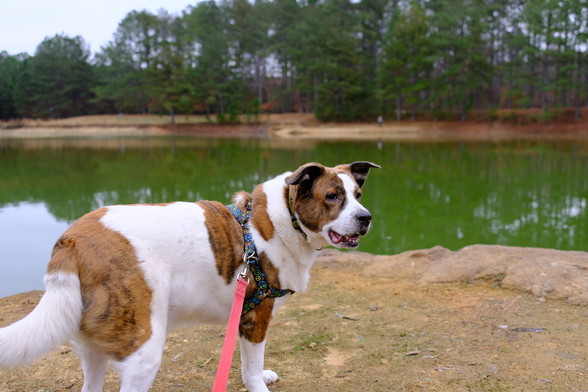 A white and brown dog standing on the bank of a lake. The water level was very low due to a drought.