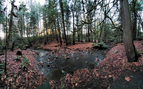 Panoramic photo of a bending creek, in the forest, with Autumn leaves all over the forest floor.