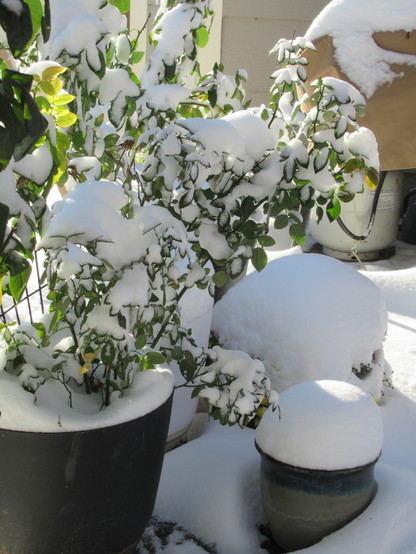 Roses and mums on back patio all covered by heavy snow. The sun is out, the leaves are dark green and peeking through the snow.