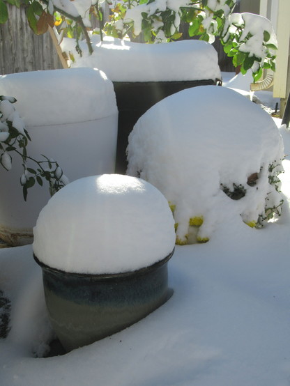 A close up of the yellow mums. A small amount is visible. Large mounds of snow on each planter container and on the patio.