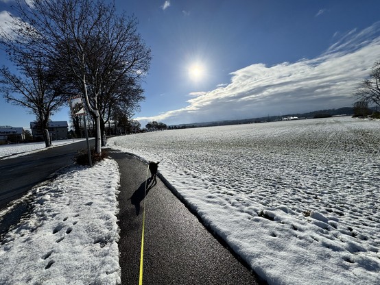 Snow sunny walk the chocolate Labrador dog